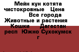 Мейн-кун котята чистокровные › Цена ­ 25 000 - Все города Животные и растения » Кошки   . Дагестан респ.,Южно-Сухокумск г.